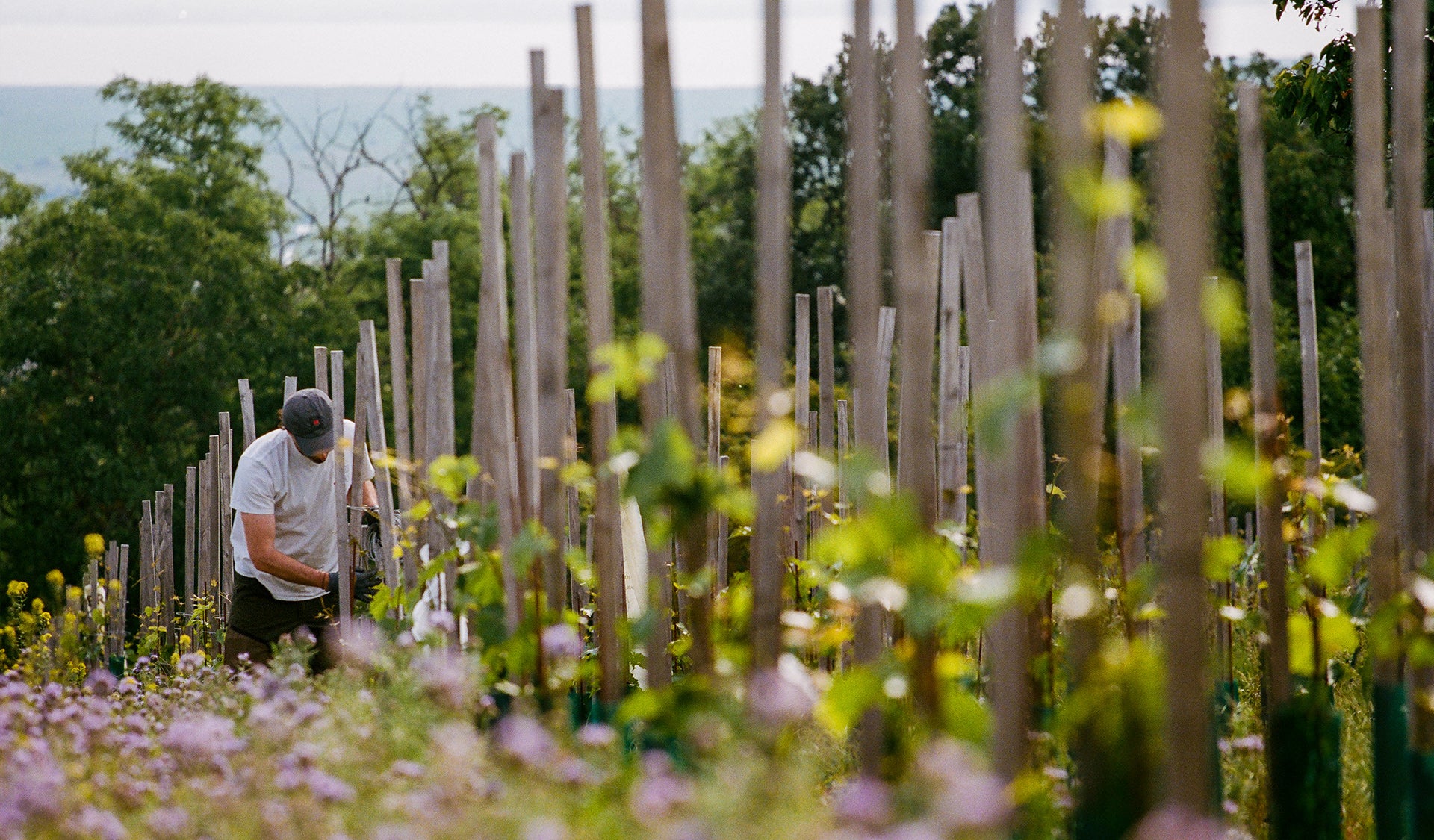 精心栽培的幼苗葡萄园