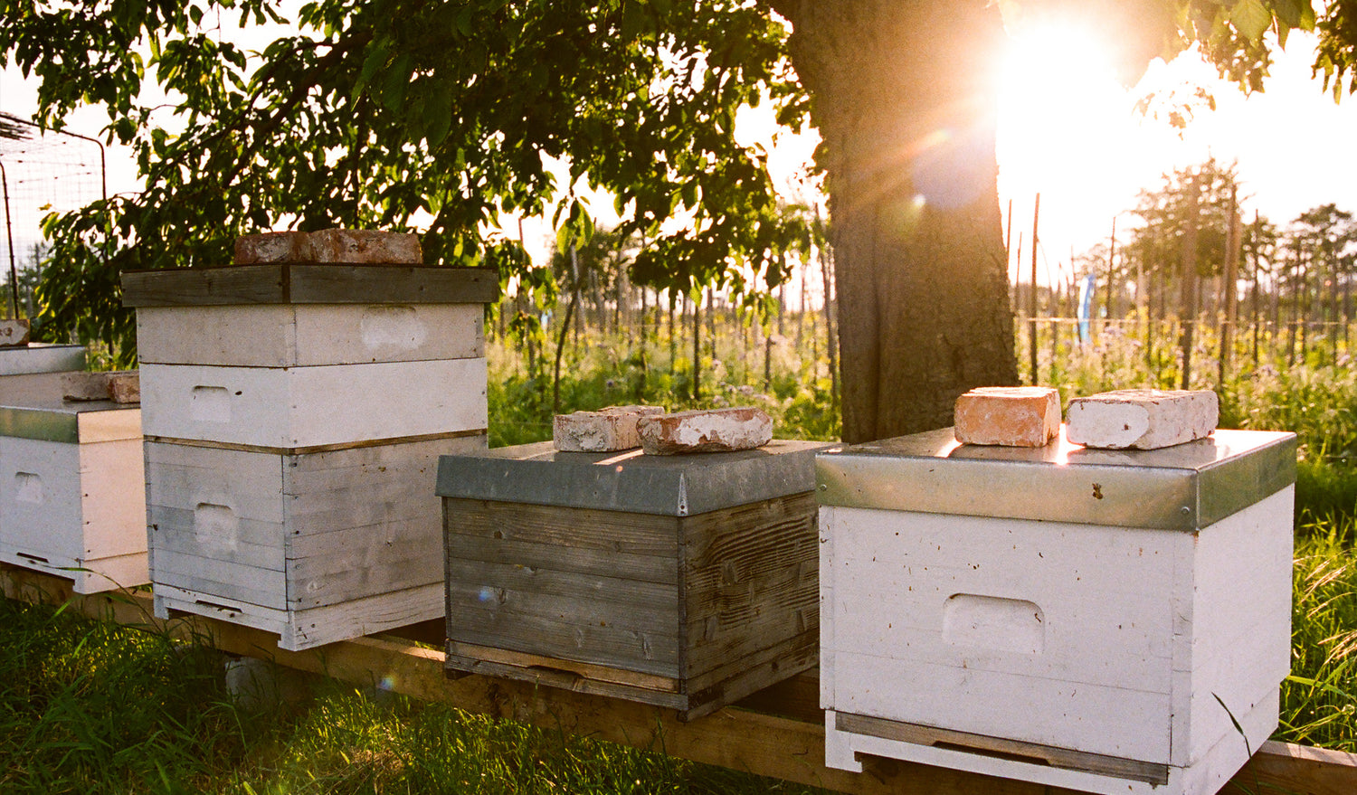 葡萄园中的蜂箱